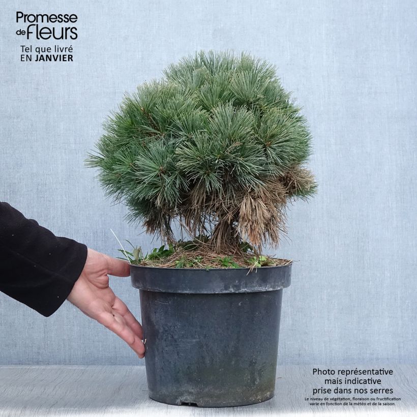 Spécimen de Pin de Weymouth - Pinus strobus Ontario                        tel que livré en hiver