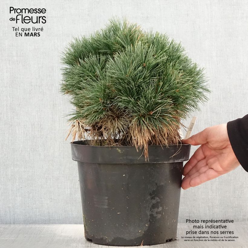 Spécimen de Pin de Weymouth - Pinus strobus Ontario                        tel que livré au printemps
