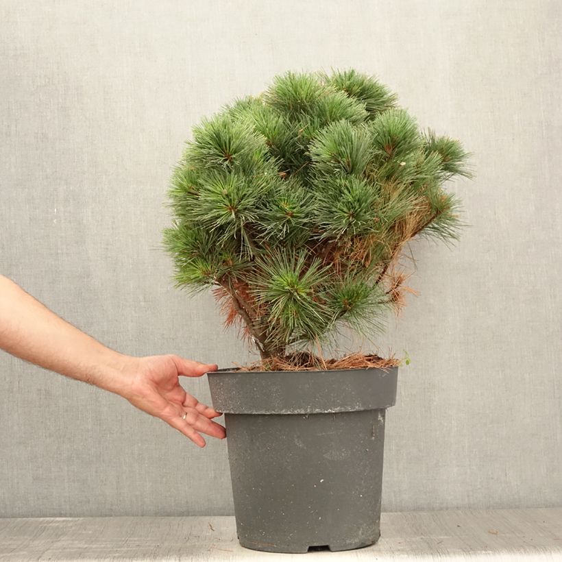 Spécimen de Pin de Weymouth - Pinus strobus Secrest Pièce tel que livré en été