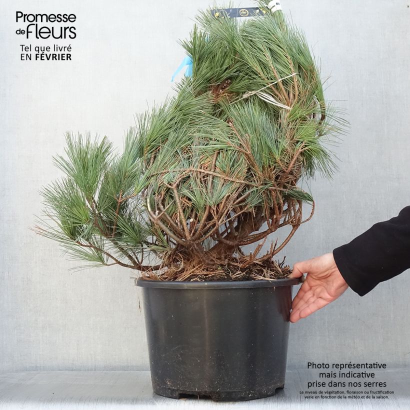 Spécimen de Pin de Weymouth - Pinus strobus Secrest tel que livré en hiver