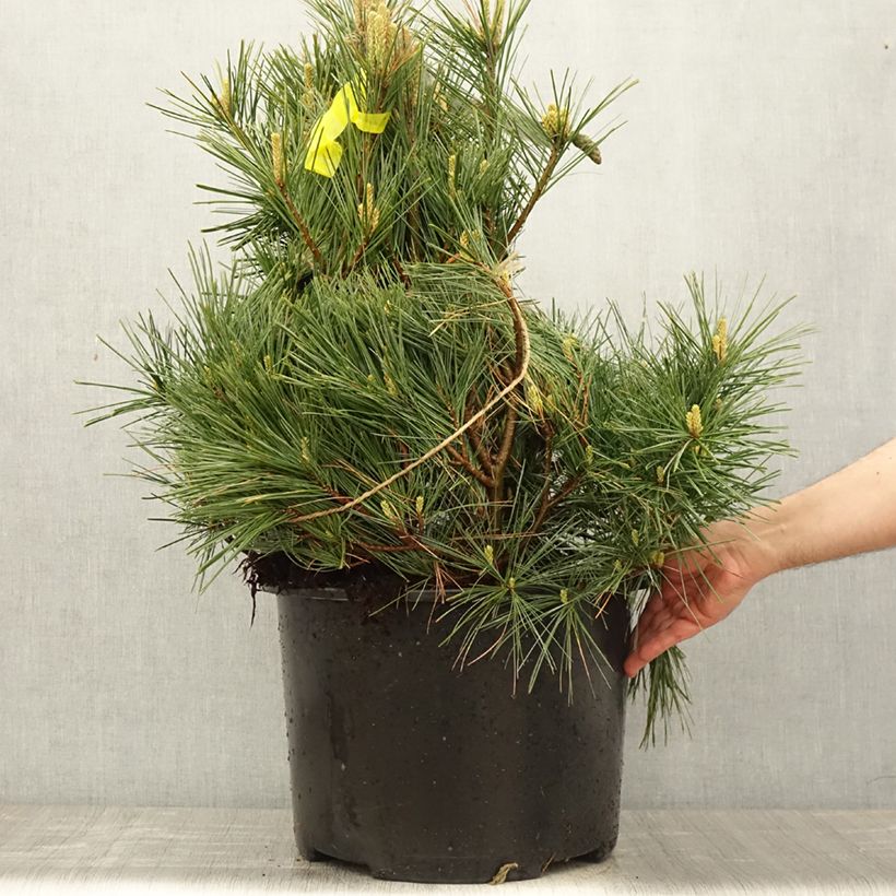 Spécimen de Pin de Weymouth - Pinus strobus Secrest - Pot  tel que livré au printemps
