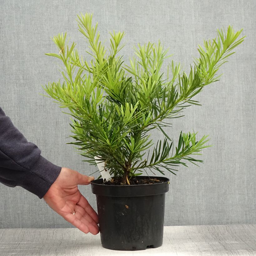 Spécimen de Pin des bouddhistes - Podocarpus macrophyllus Pot de 2L/3L tel que livré en été
