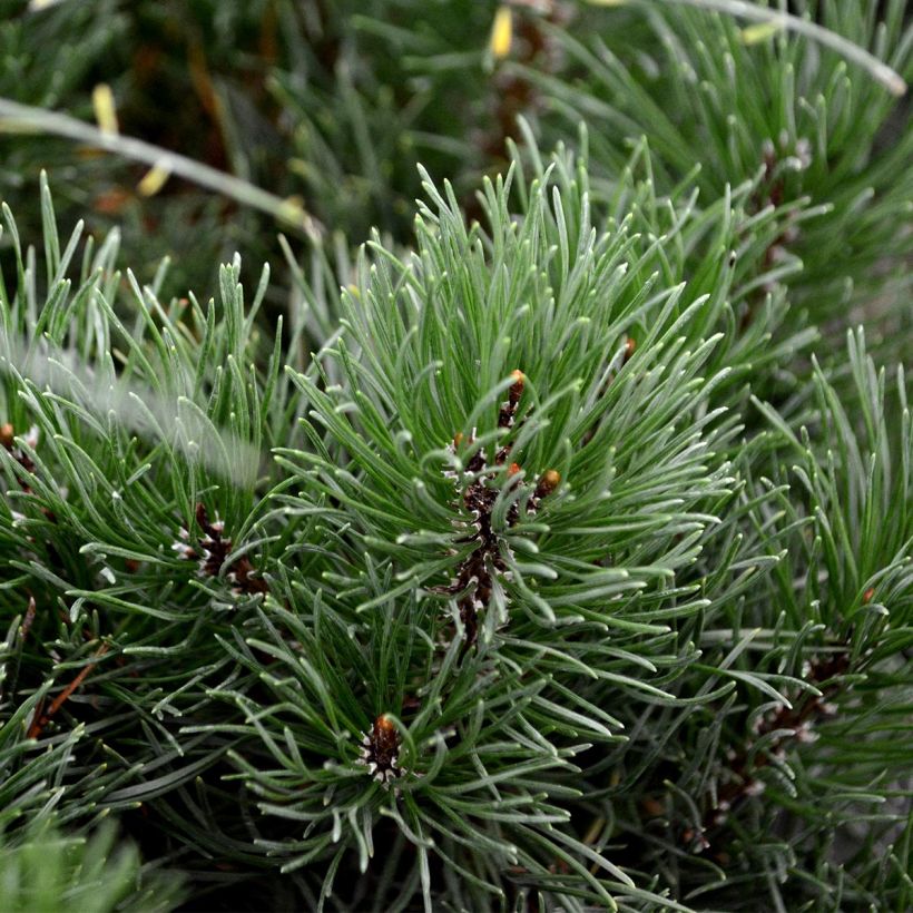Pin des montagnes - Pinus mugo mughus (Feuillage)
