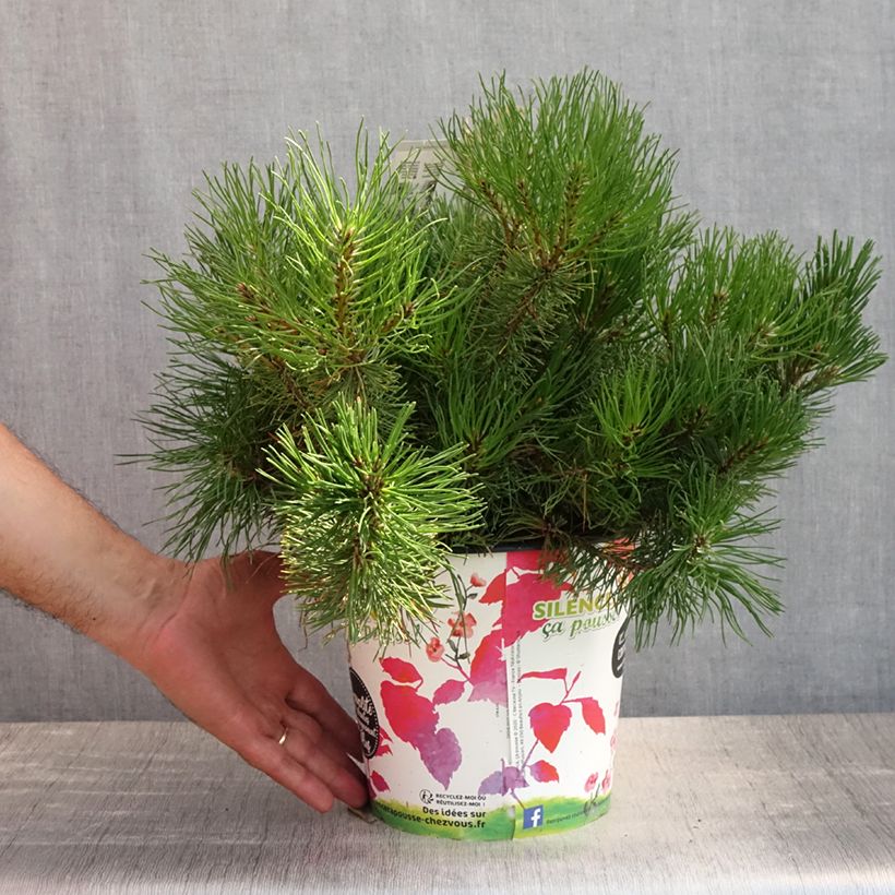 Spécimen de Pin des montagnes - Pinus mugo mughus Pot de 4L/5L tel que livré en été