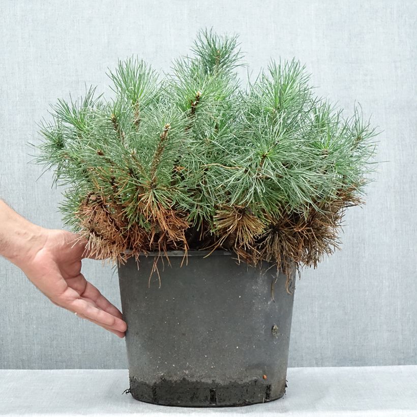 Spécimen de Pin des montagnes - Pinus mugo mughus Pot de 7,5L/10L tel que livré en été