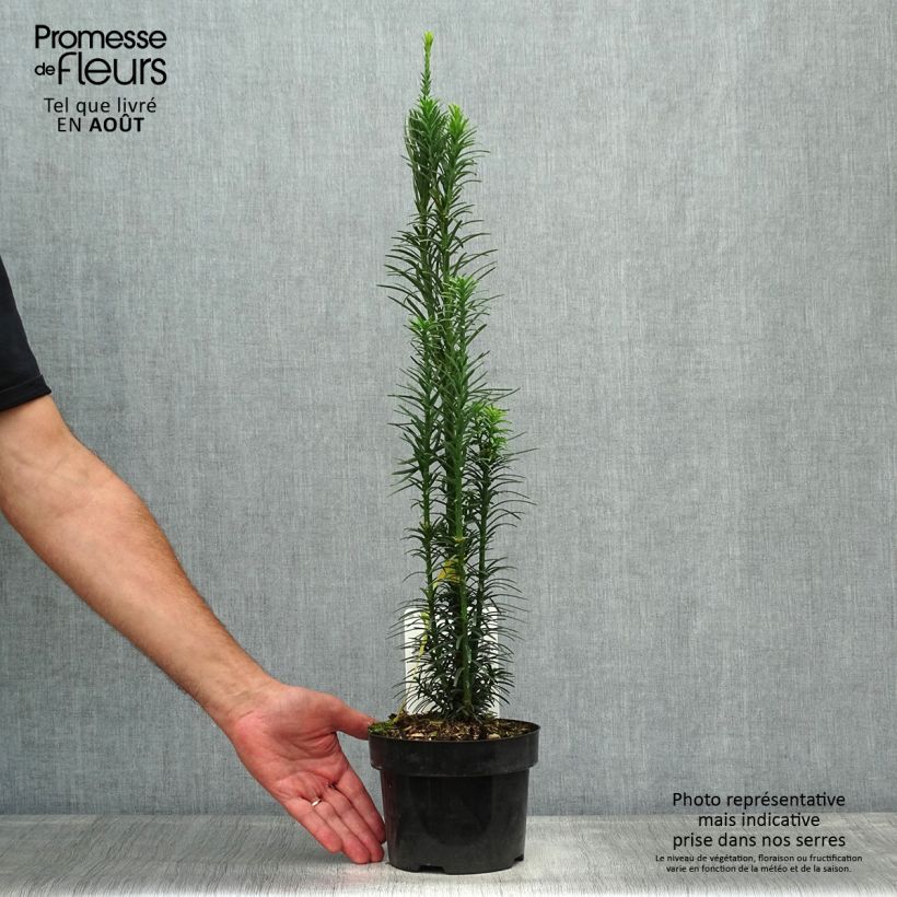 Spécimen de Pin japonais à queue de vache - Cephalotaxus harringtonia Fastigiata Pot de 2L/3L tel que livré en été