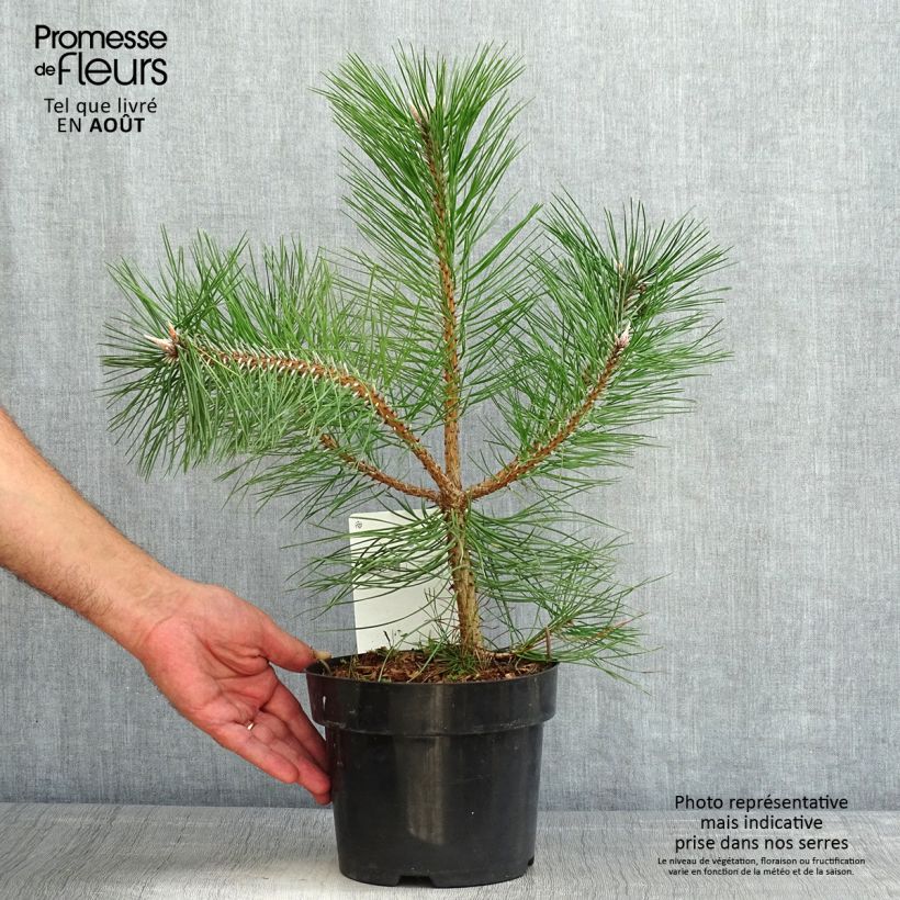 Spécimen de Pin noir d'Autriche - Pinus nigra nigra Pot de 2L/3L tel que livré en été