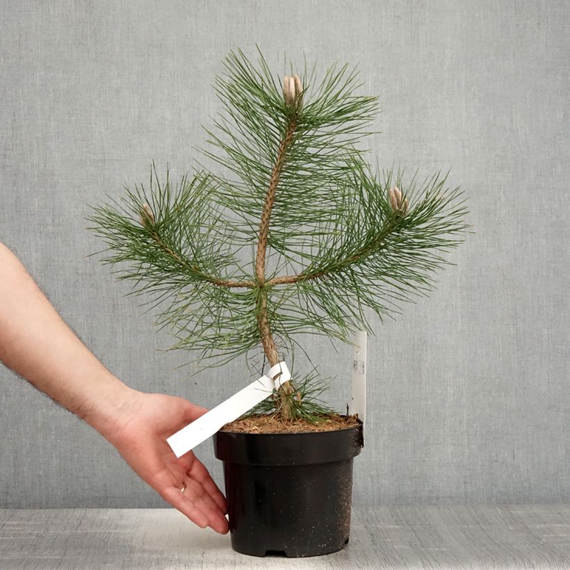 Spécimen de Pin noir d'Autriche - Pinus nigra nigra en pot de 2L/3L tel que livré au printemps