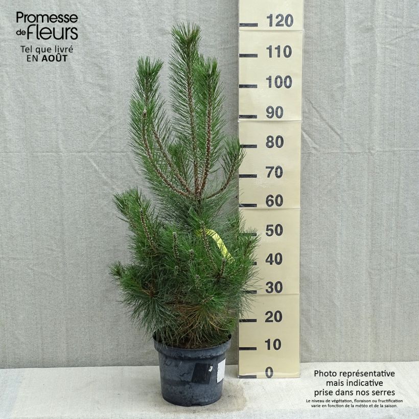 Spécimen de Pin noir d'Autriche - Pinus nigra nigra Pot de 7,5L/10L tel que livré en été