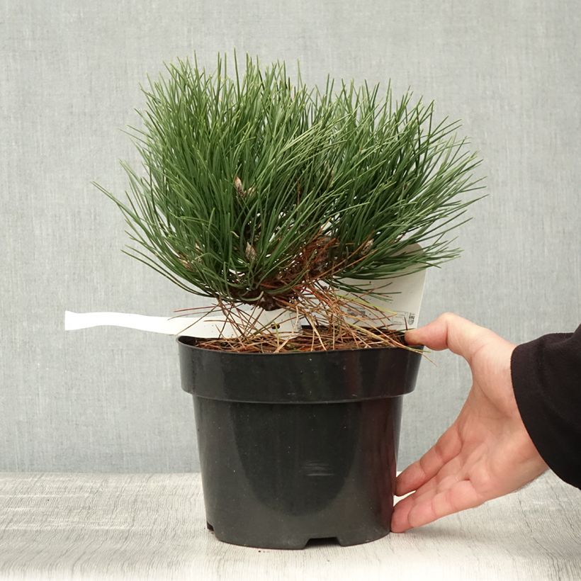 Spécimen de Pin noir nain - Pinus nigra Nana Pot de 2L/3L tel que livré en automne