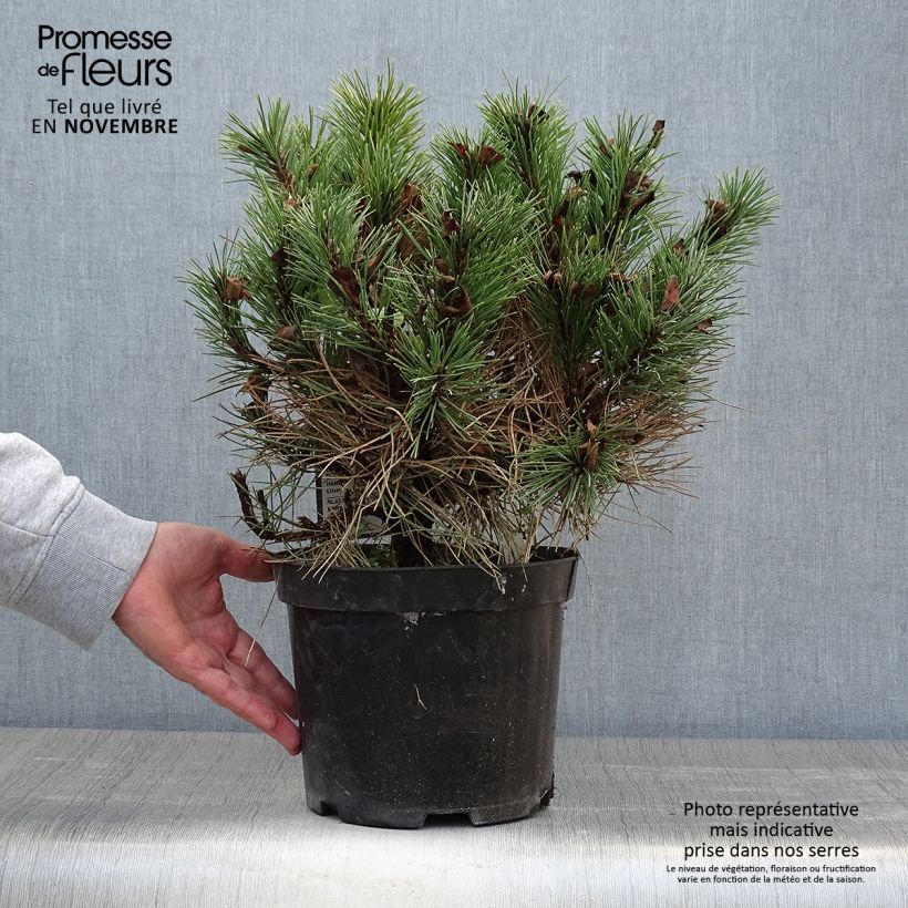 Spécimen de Pin noir nain - Pinus nigra Nana Pot de 7,5L/10L tel que livré en automne