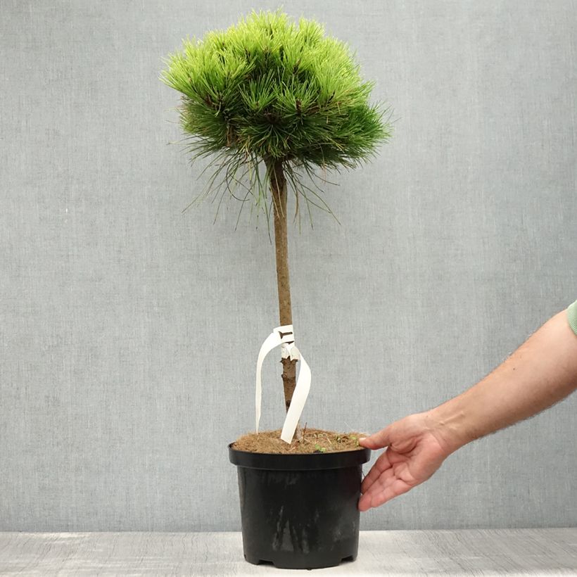Spécimen de Pin noir - Pinus nigra Marie Brégeon Pot de 4L/5L, Tige tel que livré en été