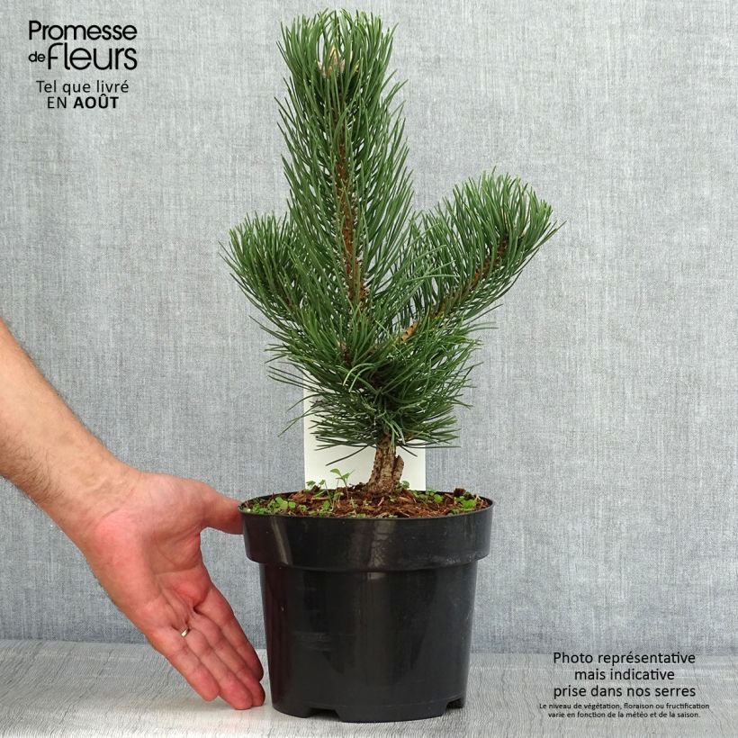 Spécimen de Pin noir - Pinus nigra Oregon Green Pot de 2L/3L tel que livré en été