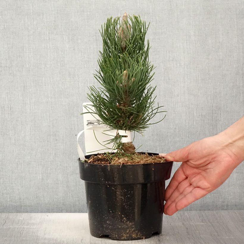 Spécimen de Pin noir - Pinus nigra Oregon Green tel que livré au printemps