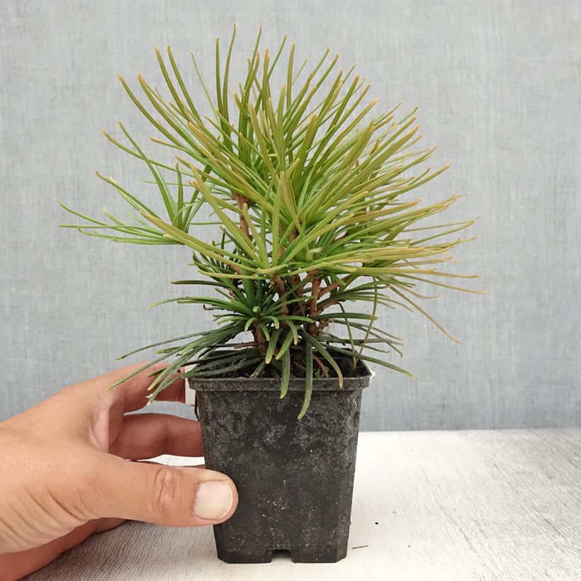 Spécimen de Pin parasol du japon - Sciadopitys verticillata Godet de 8/9 cm tel que livré en été