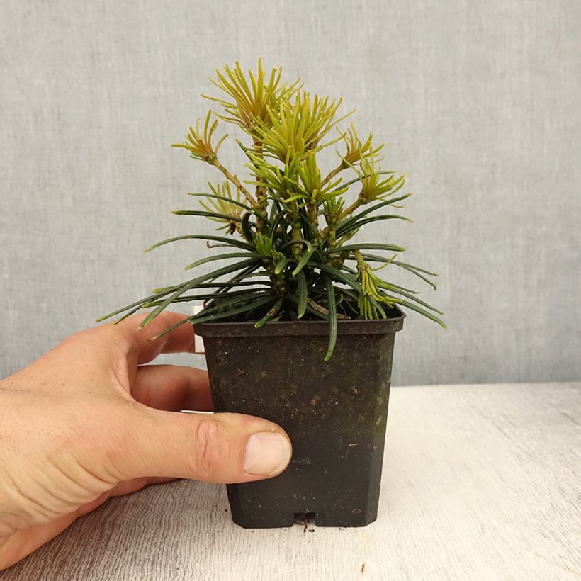 Spécimen de Pin parasol du japon - Sciadopitys verticillata - Godet de 8/9 cm tel que livré au printemps