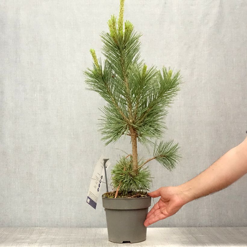 Spécimen de Pin - Pinus flexilis Vanderwolf's Pyramid Pot de 2L/3L tel que livré en été
