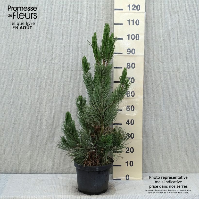 Spécimen de Pin - Pinus heldreichii Satellit Pot de 7,5L/10L tel que livré en été