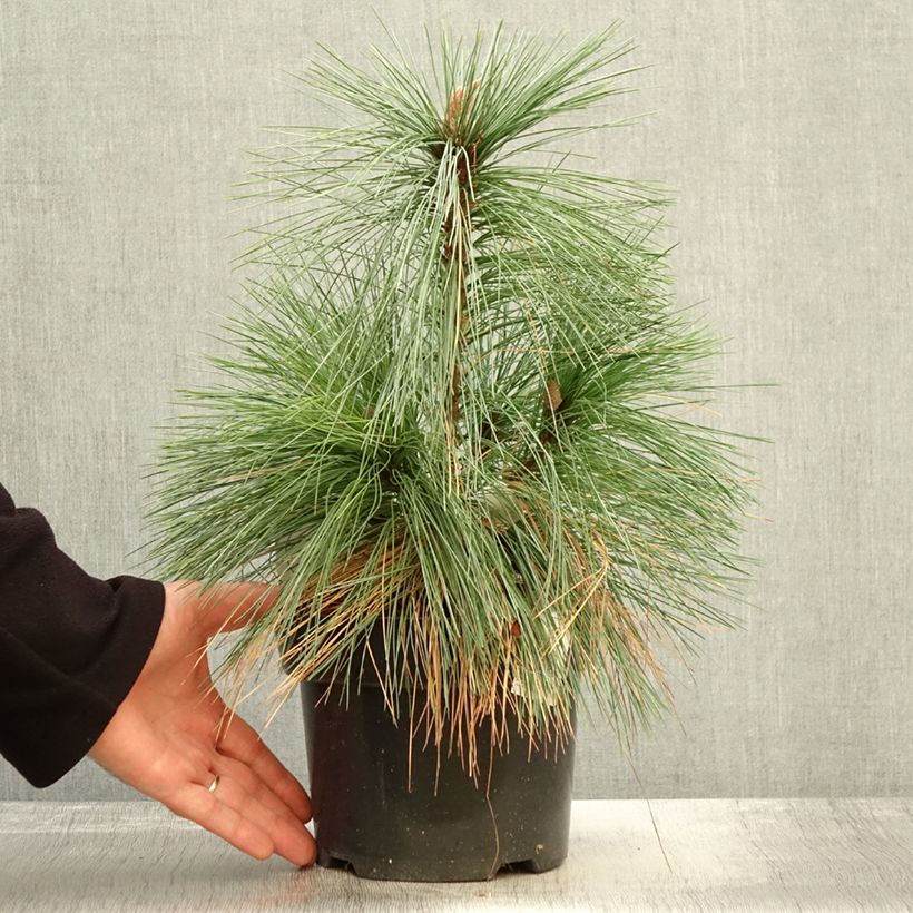 Spécimen de Pin - Pinus schwerinii Wiethorst Pot de 2L/3L tel que livré en automne