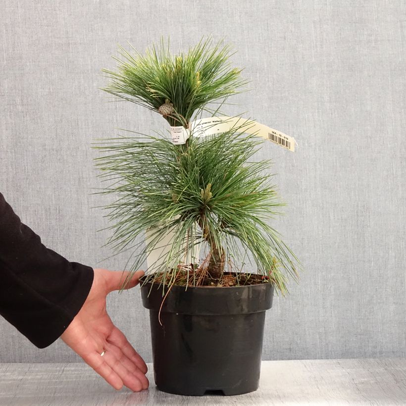 Spécimen de Pin - Pinus schwerinii Wiethorst tel que livré au printemps