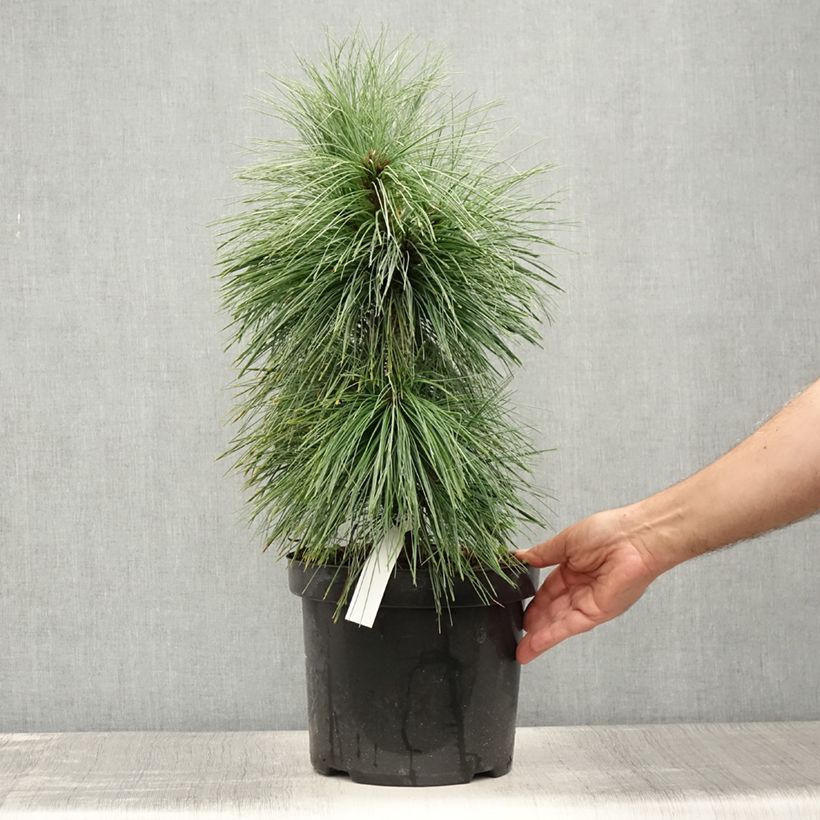 Spécimen de Pin - Pinus schwerinii Wiethorst Pot de 7,5L/10L tel que livré en été