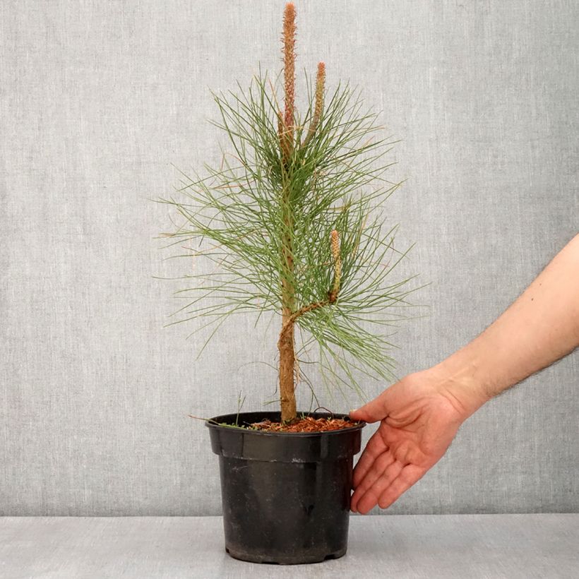 Spécimen de Pin ponderosa - Pinus ponderosa Pot de 3L/4LHauteur livrée env. 30/40cm tel que livré au printemps