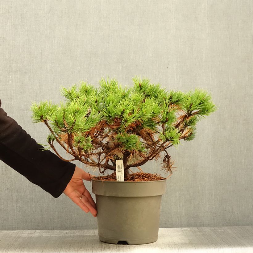 Spécimen de Pin rouge du Japon - Pinus densiflora Low Glow                       Pot de 7,5L/10L tel que livré en automne