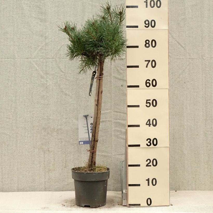 Spécimen de Pin sylvestre nain - Pinus sylvestris Chantry Blue - Pot  tel que livré au printemps