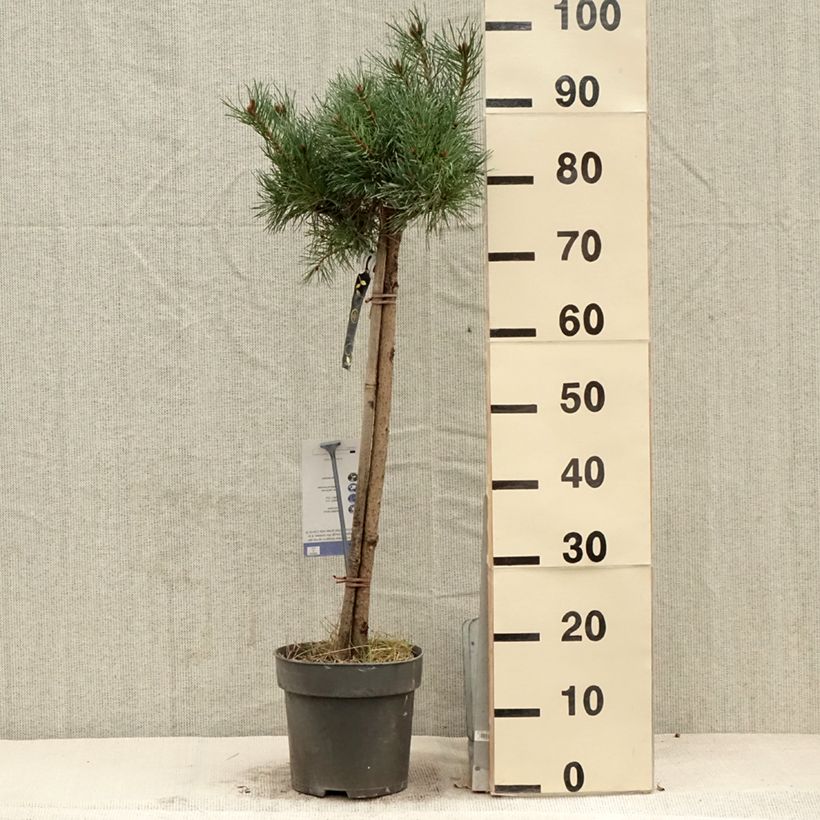 Spécimen de Pin sylvestre nain - Pinus sylvestris Chantry Blue tel que livré au printemps