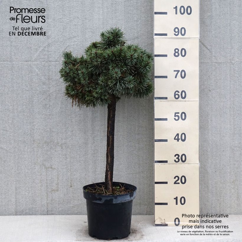 Spécimen de Pin sylvestre nain - Pinus sylvestris Doone Valley Pot de 7,5L/10L, Sur tige de 80 cm tel que livré en automne