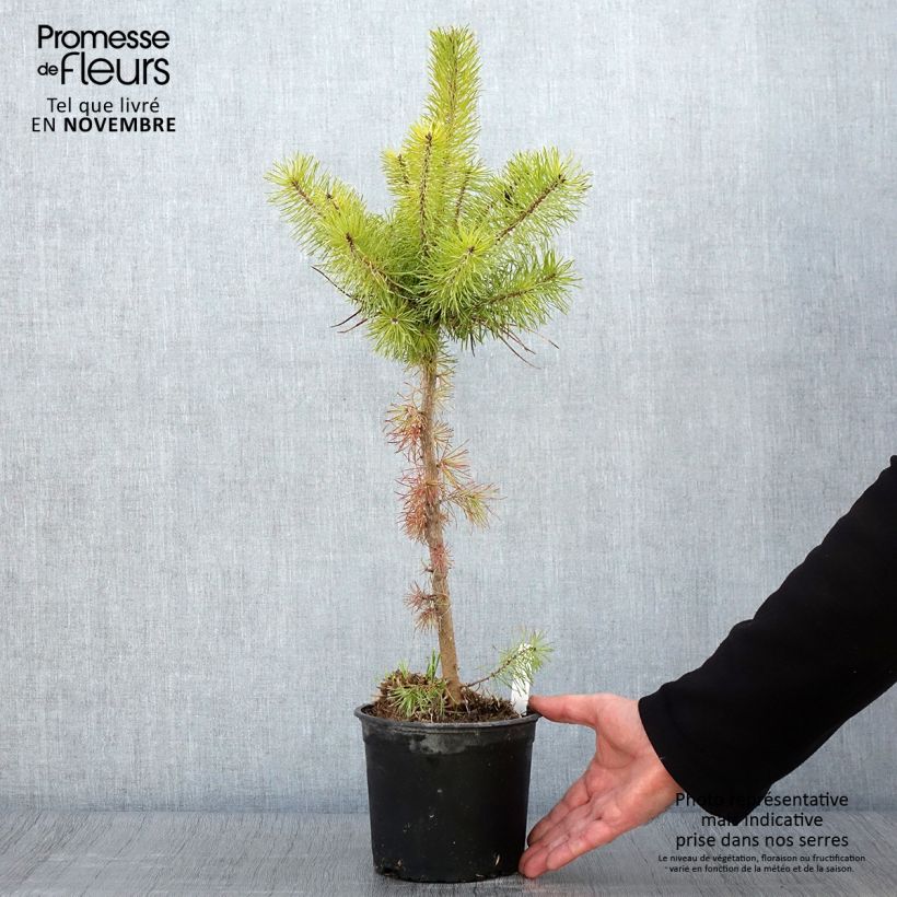 Spécimen de Pin sylvestre - Pinus sylvestris Pot de 2L/3L tel que livré en automne