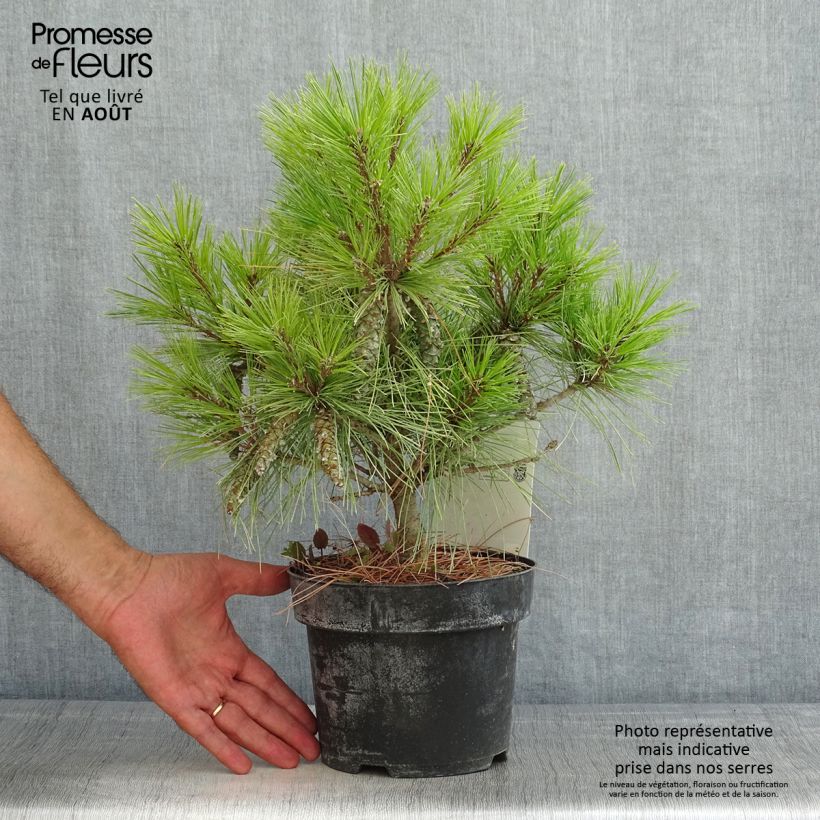 Spécimen de Pin Weymouth - Pinus strobus Blue Shag Pot de 2L/3L tel que livré en été