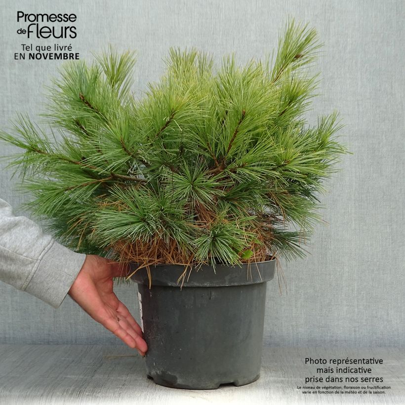 Spécimen de Pin Weymouth - Pinus strobus Blue Shag Pot de 7,5L/10L tel que livré en automne