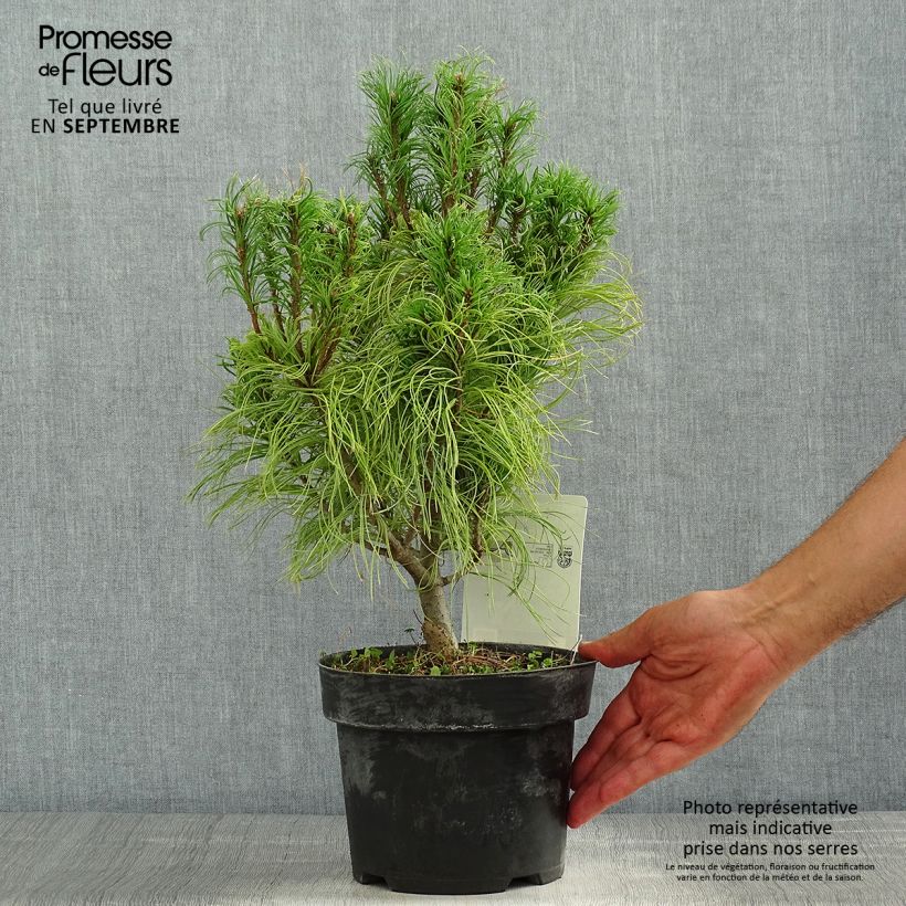 Spécimen de Pin Weymouth - Pinus strobus Tiny Kurls Pot de 2L/3L tel que livré en été