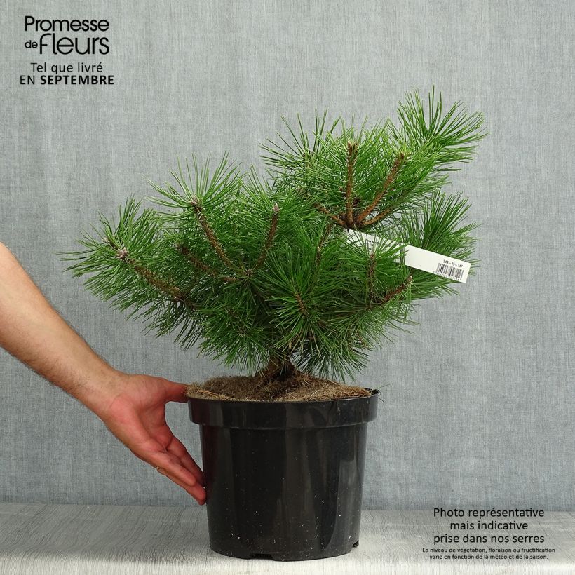 Spécimen de Pinus densiflora Jane Kluis - Pin rouge du Japon Pot de 7,5L/10L tel que livré en été