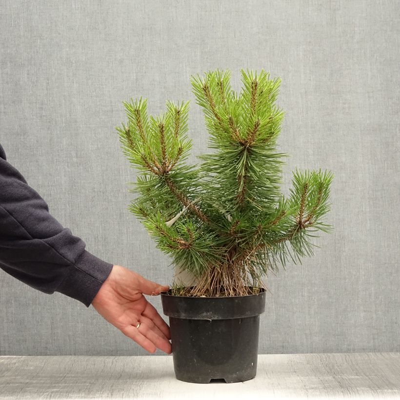 Spécimen de Pinus densiflora Jane Kluis - Pin rouge du Japon Pot de 2L/3L tel que livré en été