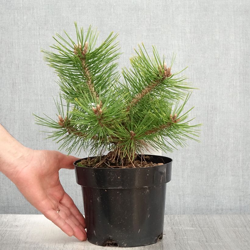 Spécimen de Pinus densiflora Jane Kluis - Pin rouge du Japon en C2L tel que livré au printemps