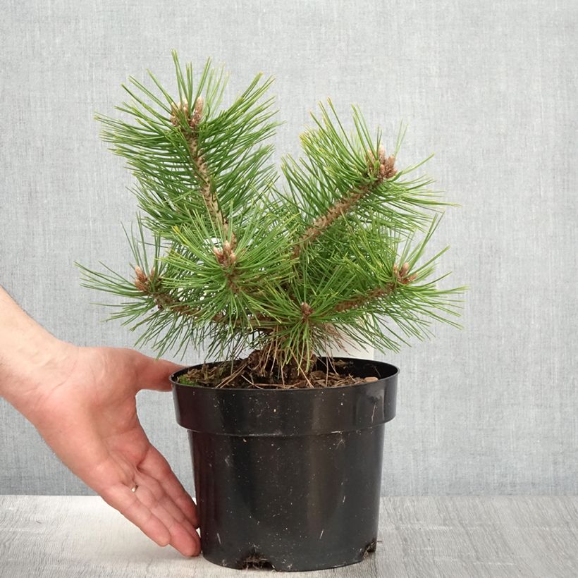 Spécimen de Pinus densiflora Jane Kluis - Pin rouge du Japon tel que livré au printemps