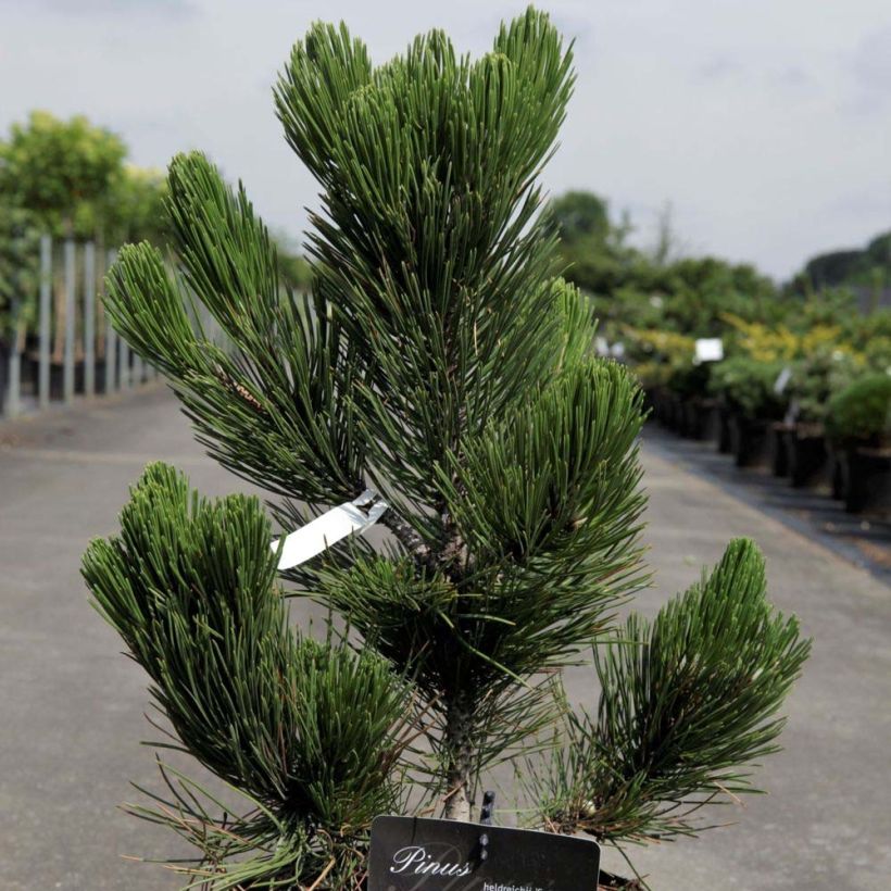 Pin - Pinus heldreichii Satellit (Feuillage)