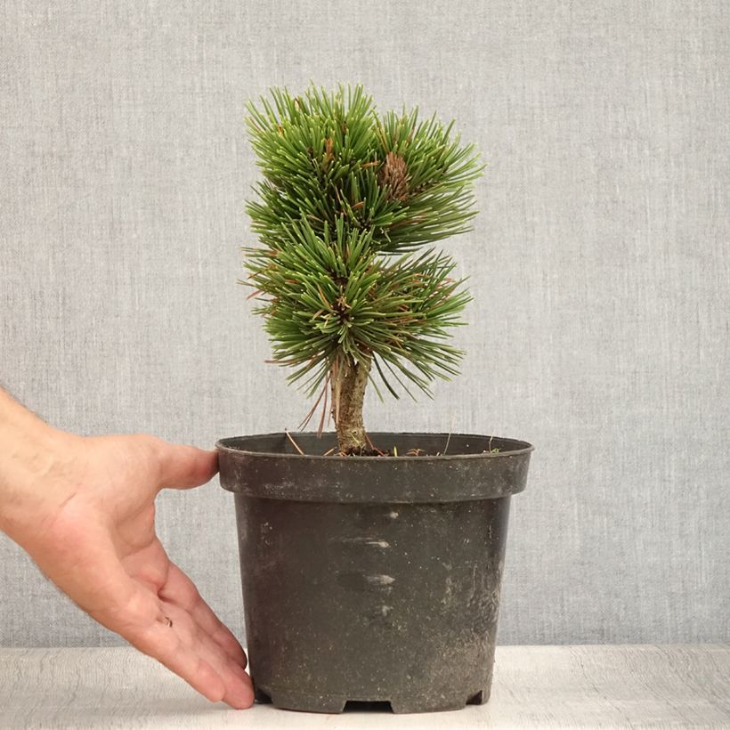 Spécimen de Pinus heldreichii Schmidtii - Pin de Bosnie                       Pot de 3L/4L tel que livré en été