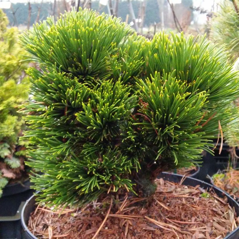 Pinus heldreichii Schmidtii - Pin de Bosnie                       (Port)