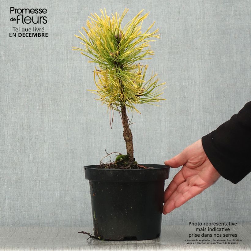 Spécimen de Pinus mugo Golden Glow - Pin de montagne                          Pot de 3L/4L tel que livré en automne