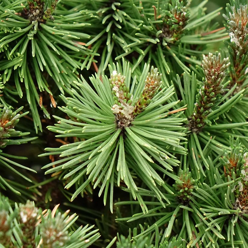 Pinus mugo Humpy - Pin nain de montagne (Feuillage)