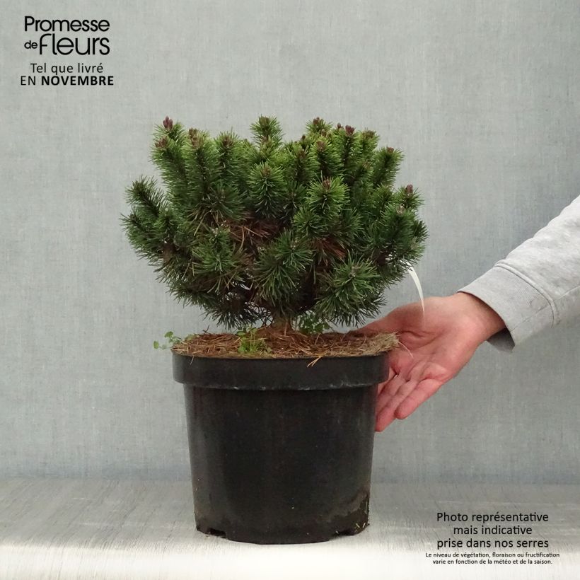 Spécimen de Pinus mugo Mops - Pin de montagne Pot de 4L/5L, Gréffé tel que livré en automne