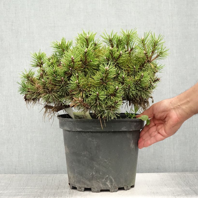 Spécimen de Pinus nigra Agnes Brégeon - Pin noir  Pot de 6L/7L tel que livré en été