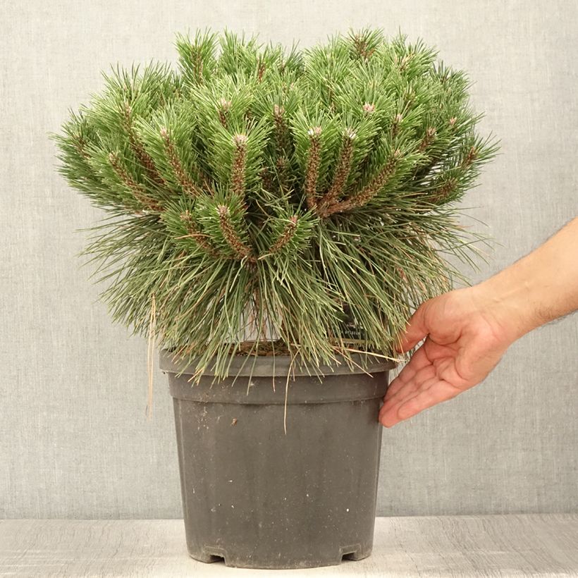 Spécimen de Pinus nigra Pierrick Brégeon  - Pin noir Pot de 7,5L/10L tel que livré en été