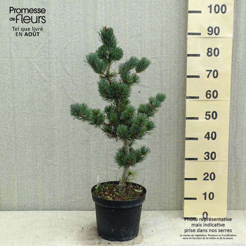 Spécimen de Pinus parviflora Azumi Goye - Pin blanc du Japon                     Pot de 7,5L/10L tel que livré en été