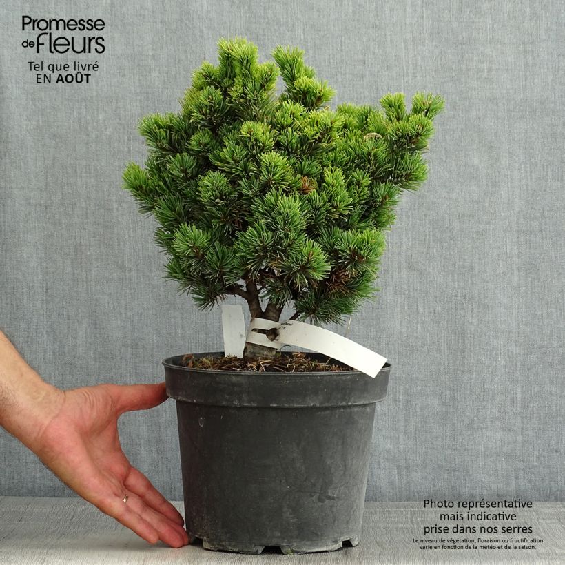 Spécimen de Pinus parviflora Beran - Pin blanc du Japon                           Pot de 4L/5L tel que livré en été