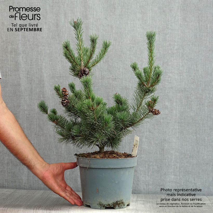 Spécimen de Pinus parviflora Glauca - Pin blanc du Japon Pot de 4L/5L tel que livré en été