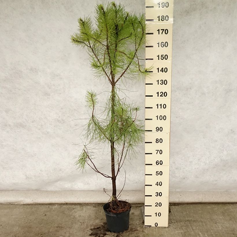 Spécimen de Pinus pinaster - Pin maritime Pot de 7,5L/10L tel que livré en été